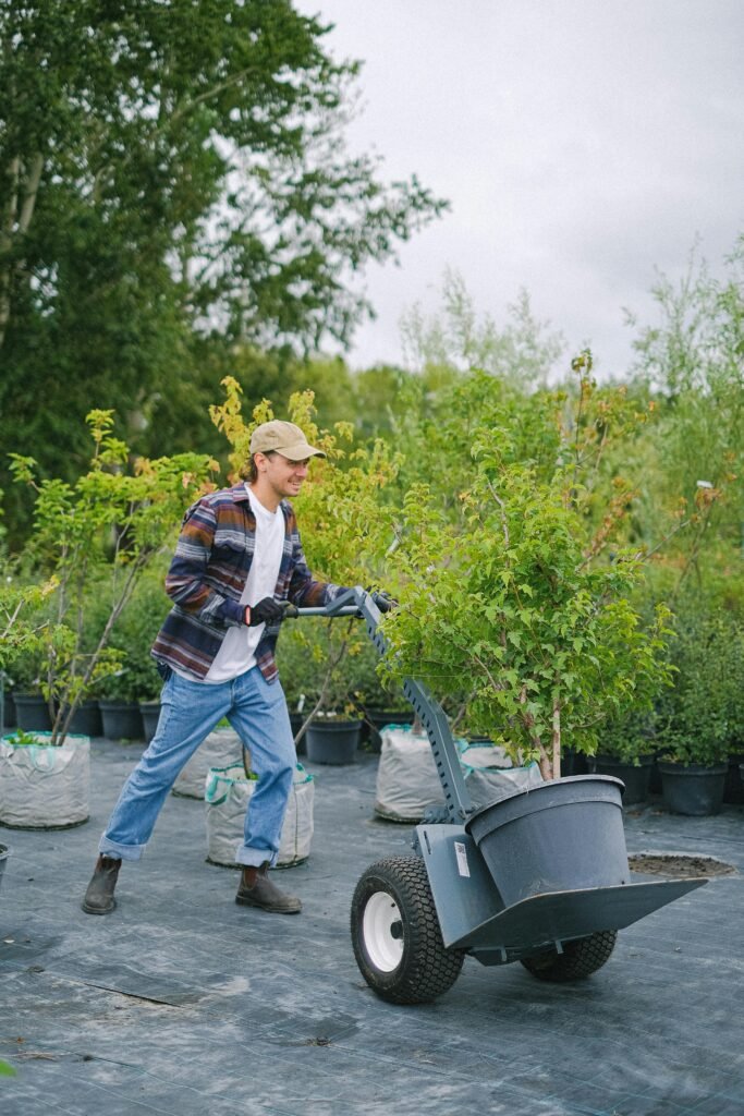 A gardener in casual attire transporting potted plants with a trolley in an outdoor nursery.